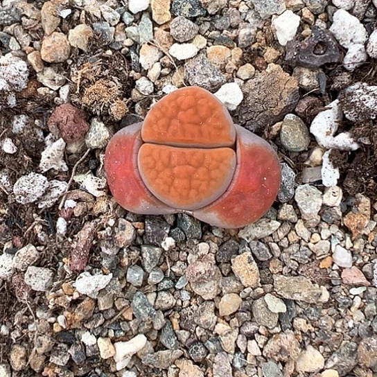 2462.生石花111111111