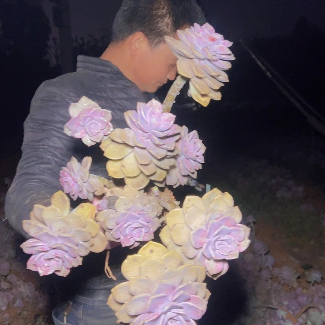 紫乐大老桩多肉一棵30尺寸