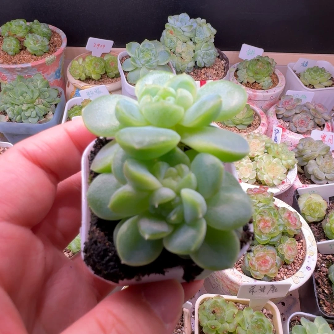 财富密码暴富烤鸡翅