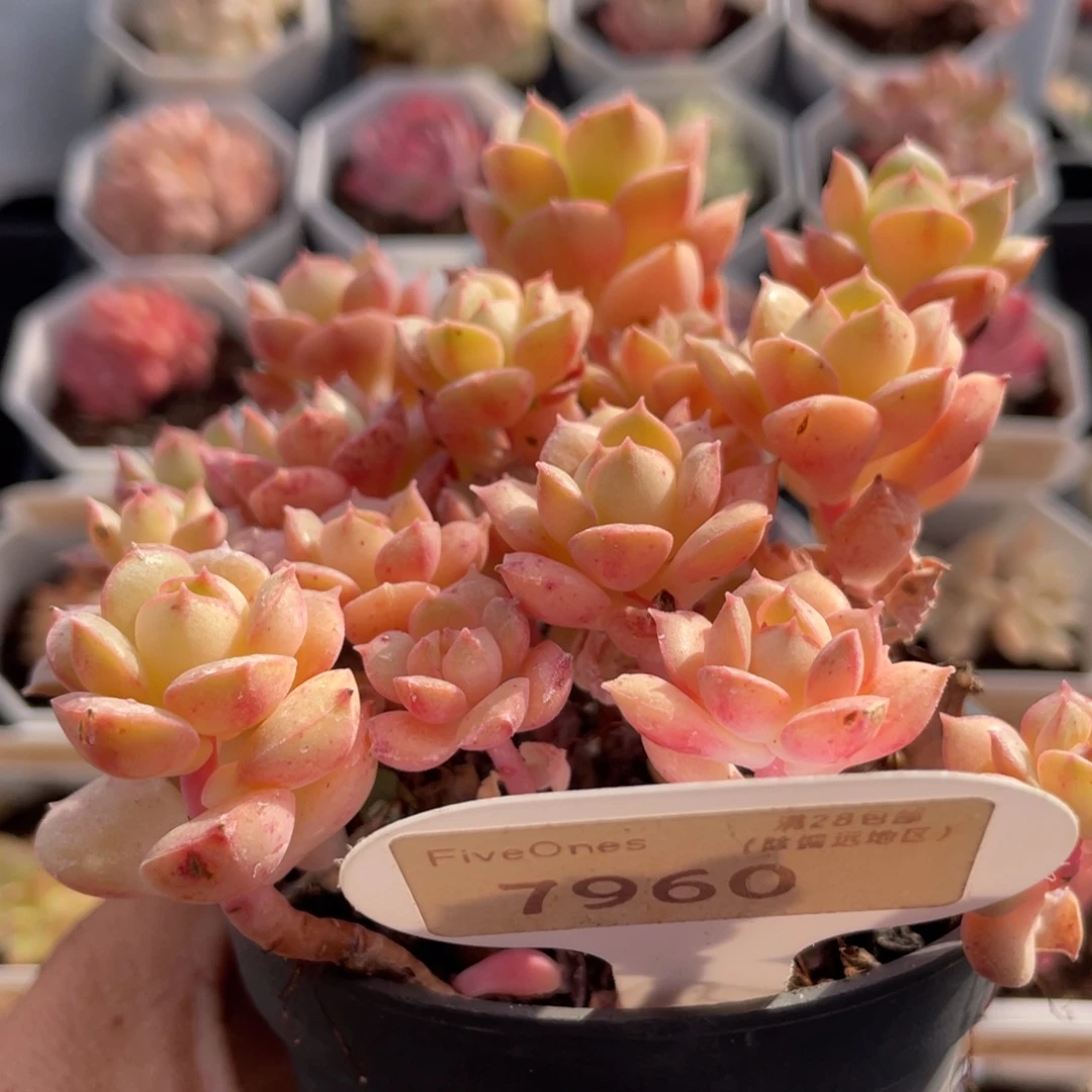 妮可莎娜7960-10.0厘米