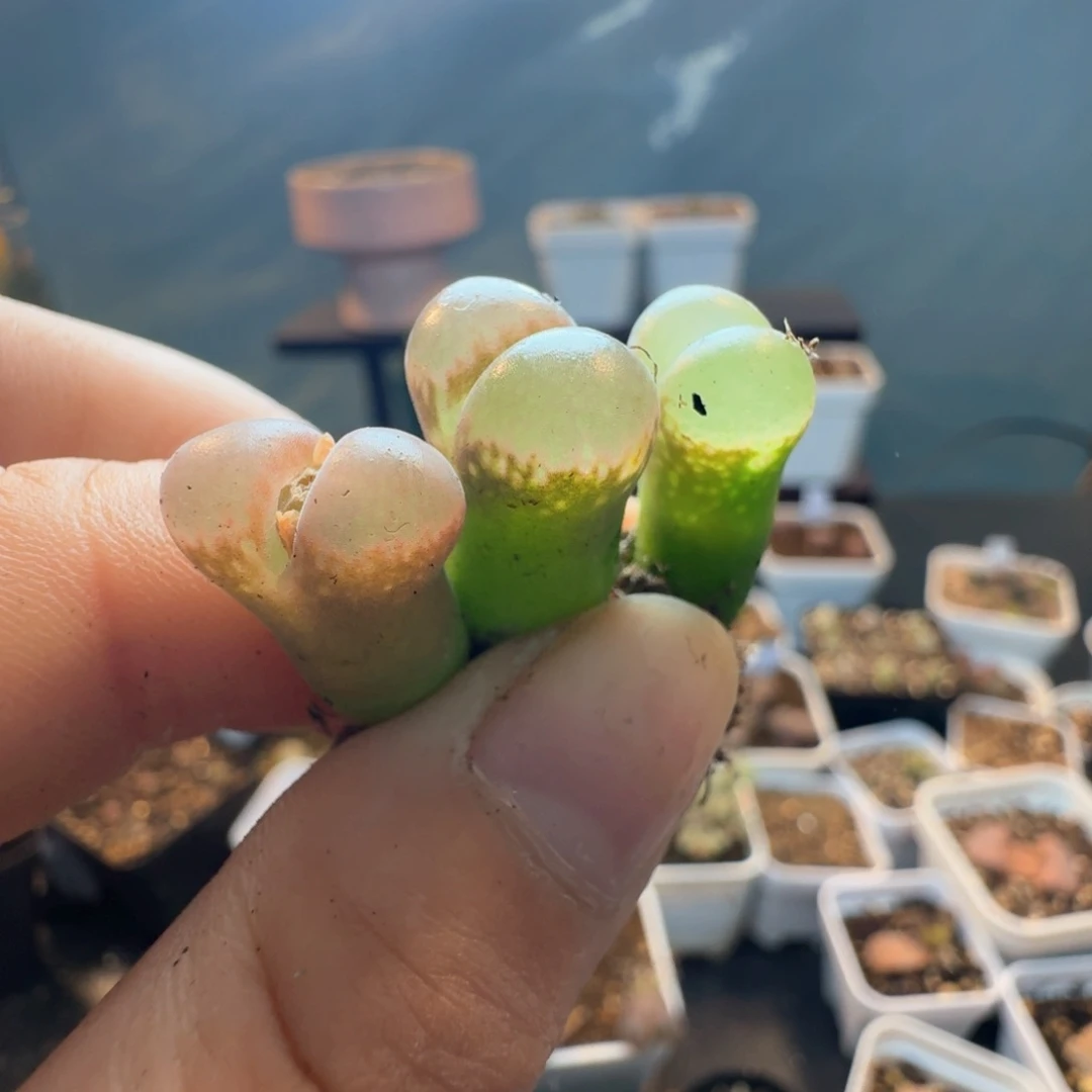 面****~362三颗000000000