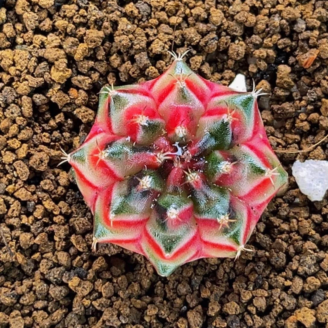 超美超美 米哈仙人球