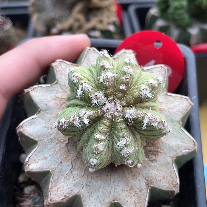 仙人球大玉老花龙148