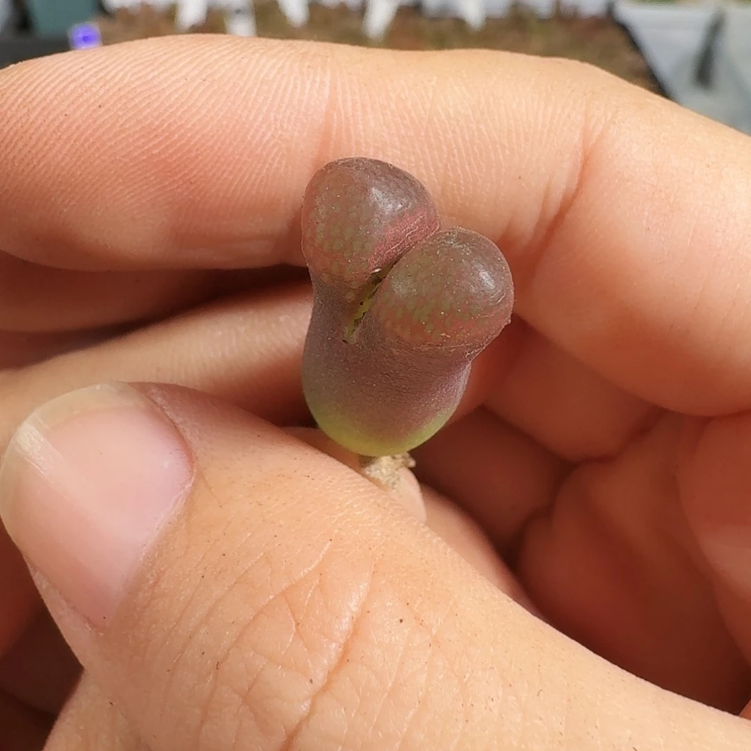 多肉植物福利风铃242