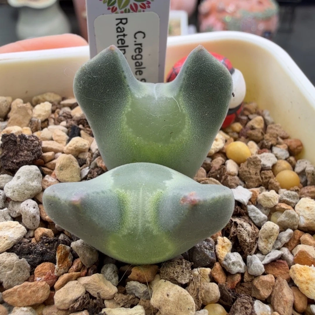 水滴大眼睛 10-30-L5。