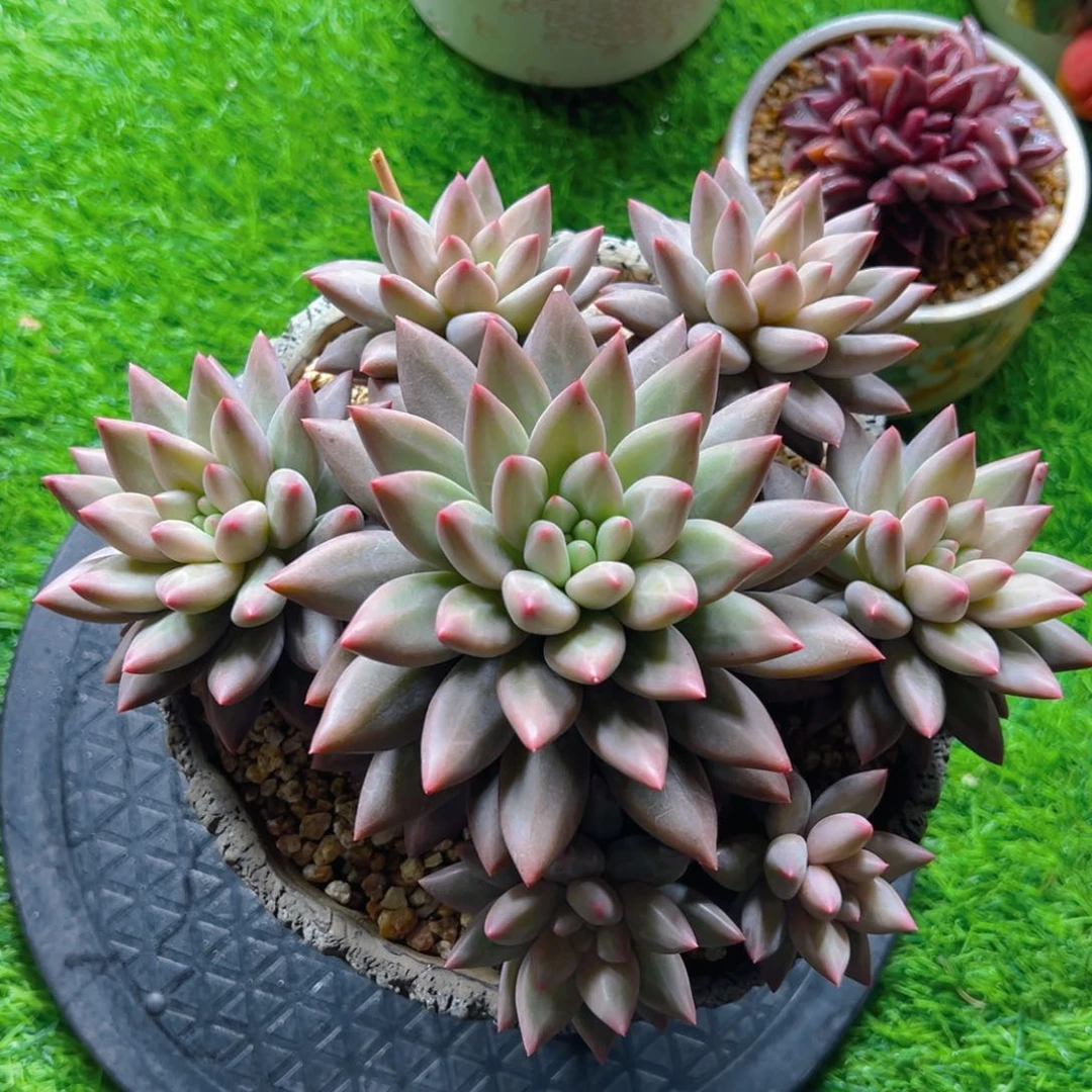 ZY小姐姐寄养111111111111