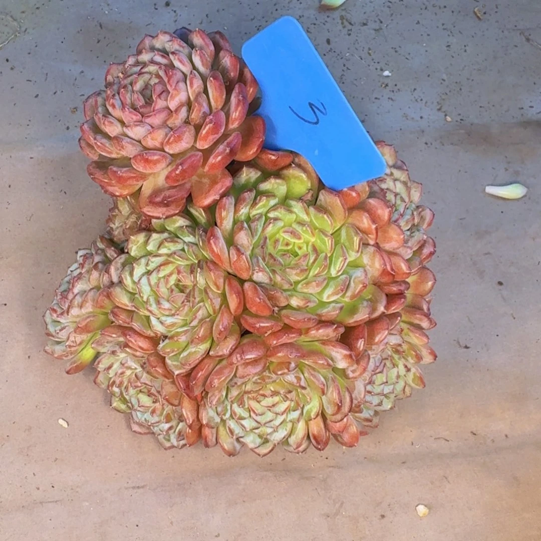 小****多肉植物的生长发育与