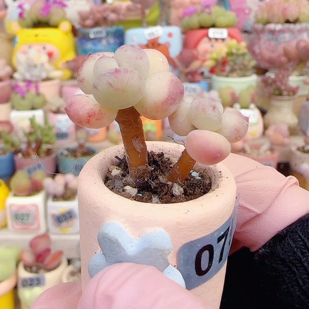 L仙女彩虹奶 盆口2.5cm