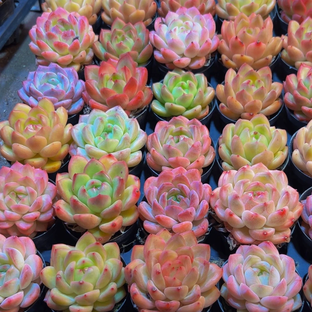 抚***。321先谢谢出差出vv宝贝