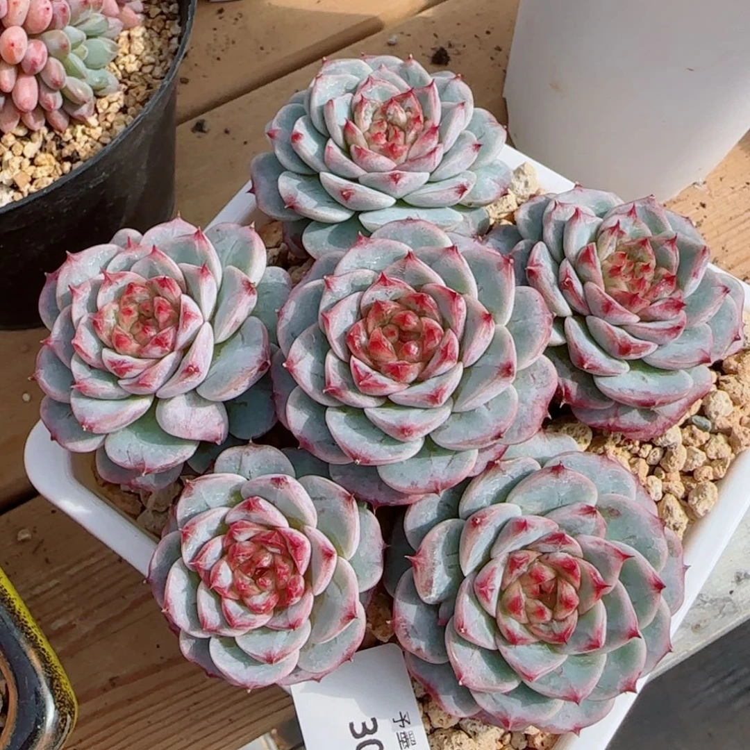 手捧天鹅融，3062多肉植物