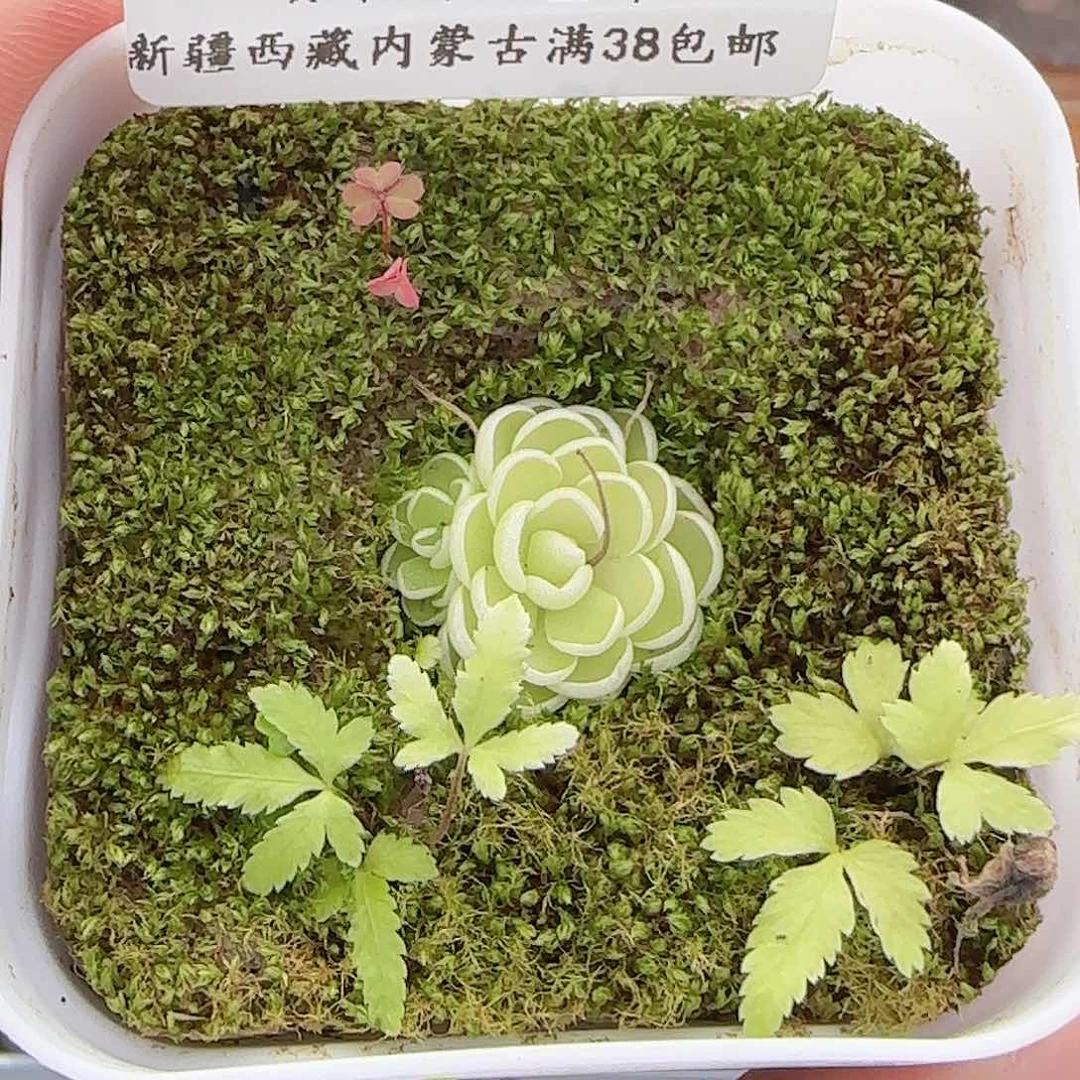 野***利多肉0702-73找客服备注延长时间发货有点湿