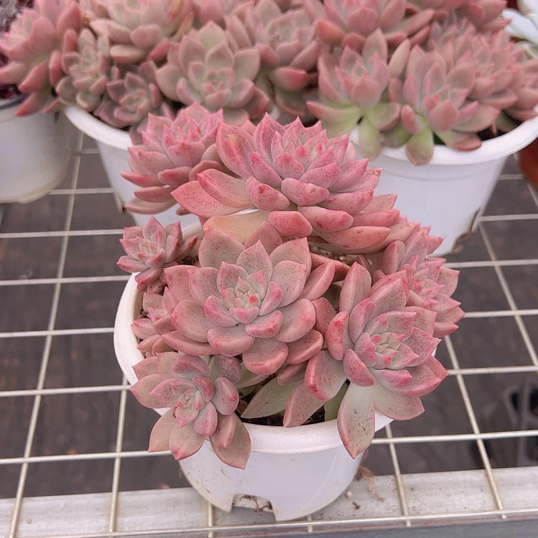 红色油漆桶多头大盆造型精品