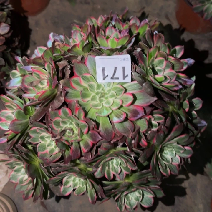 171粉海王多肉植物