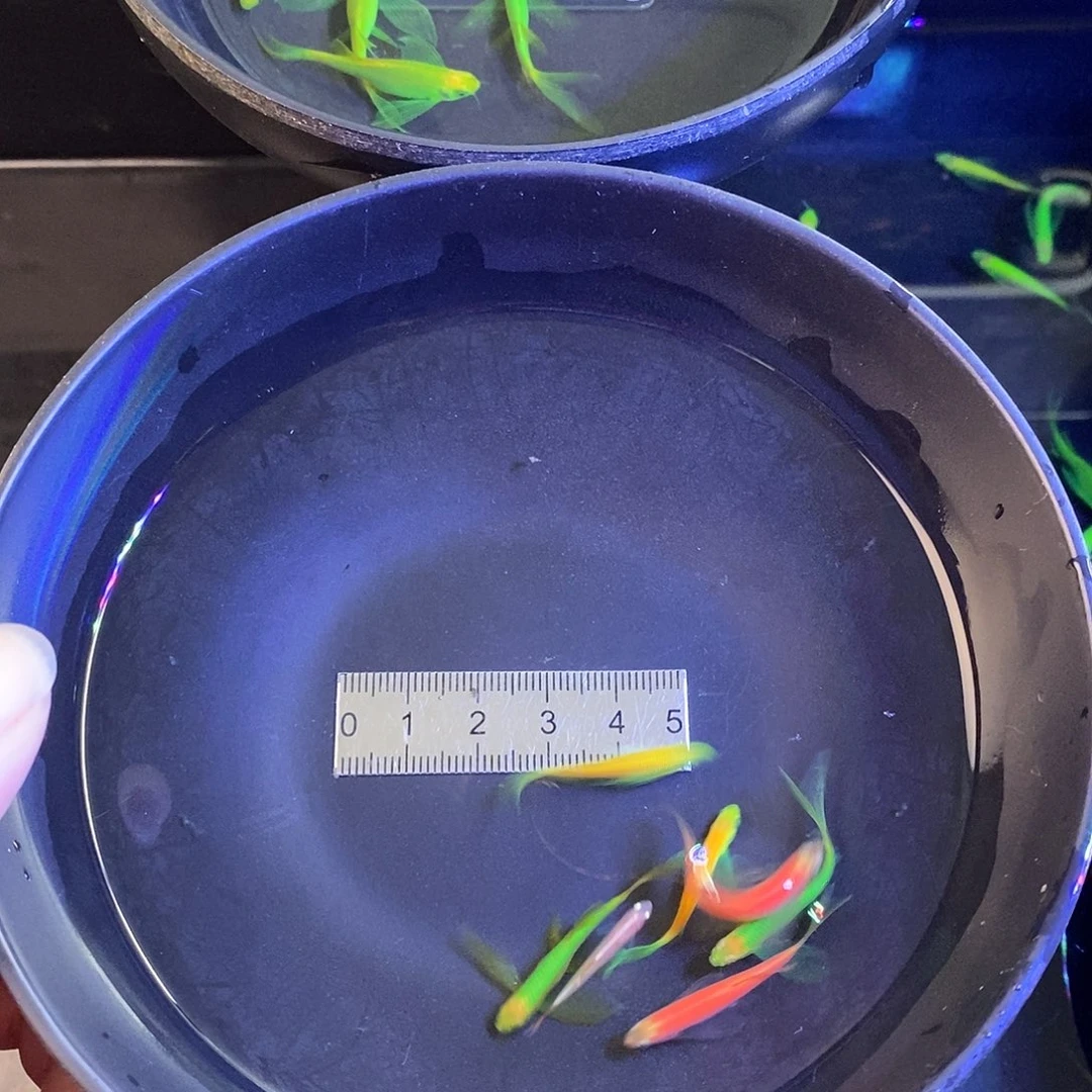 斑马鱼蝶翼3色各2个