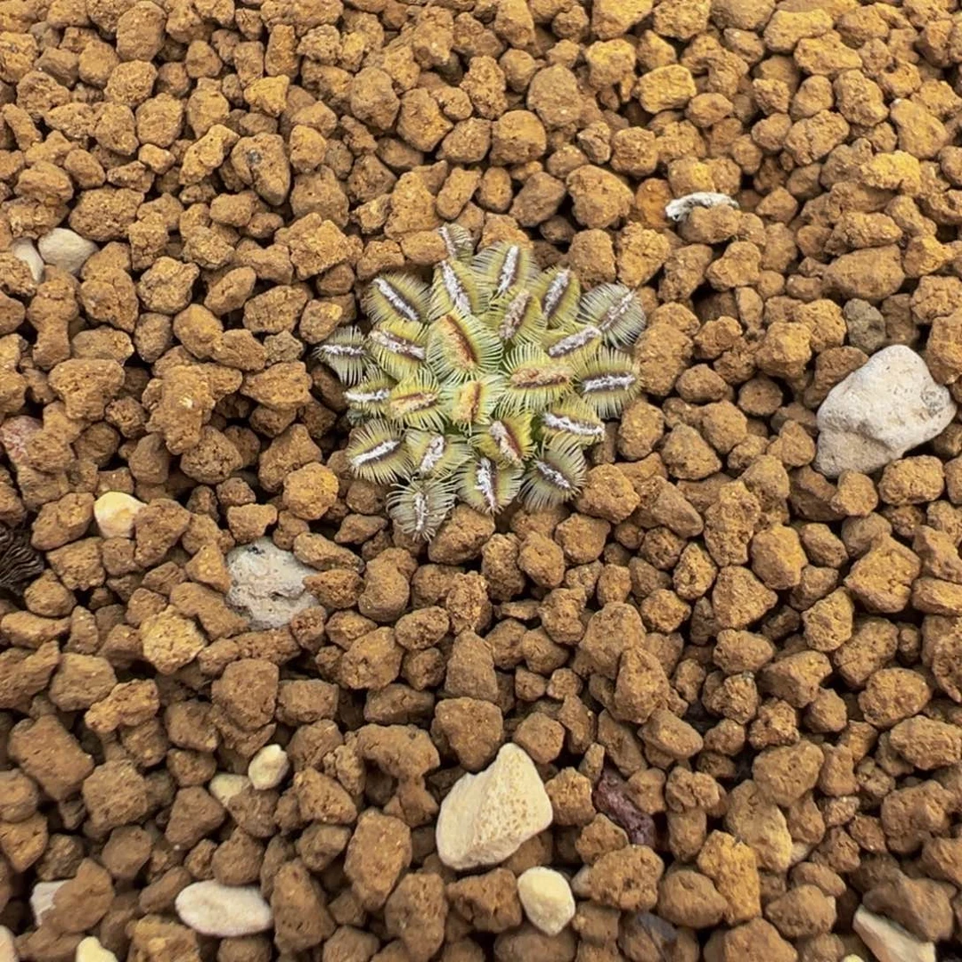 076实生根贝氏乳突多肉植物带盆土