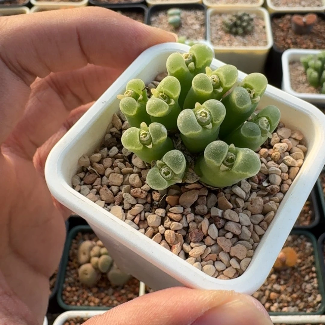 ****7云缦精品番杏14.5