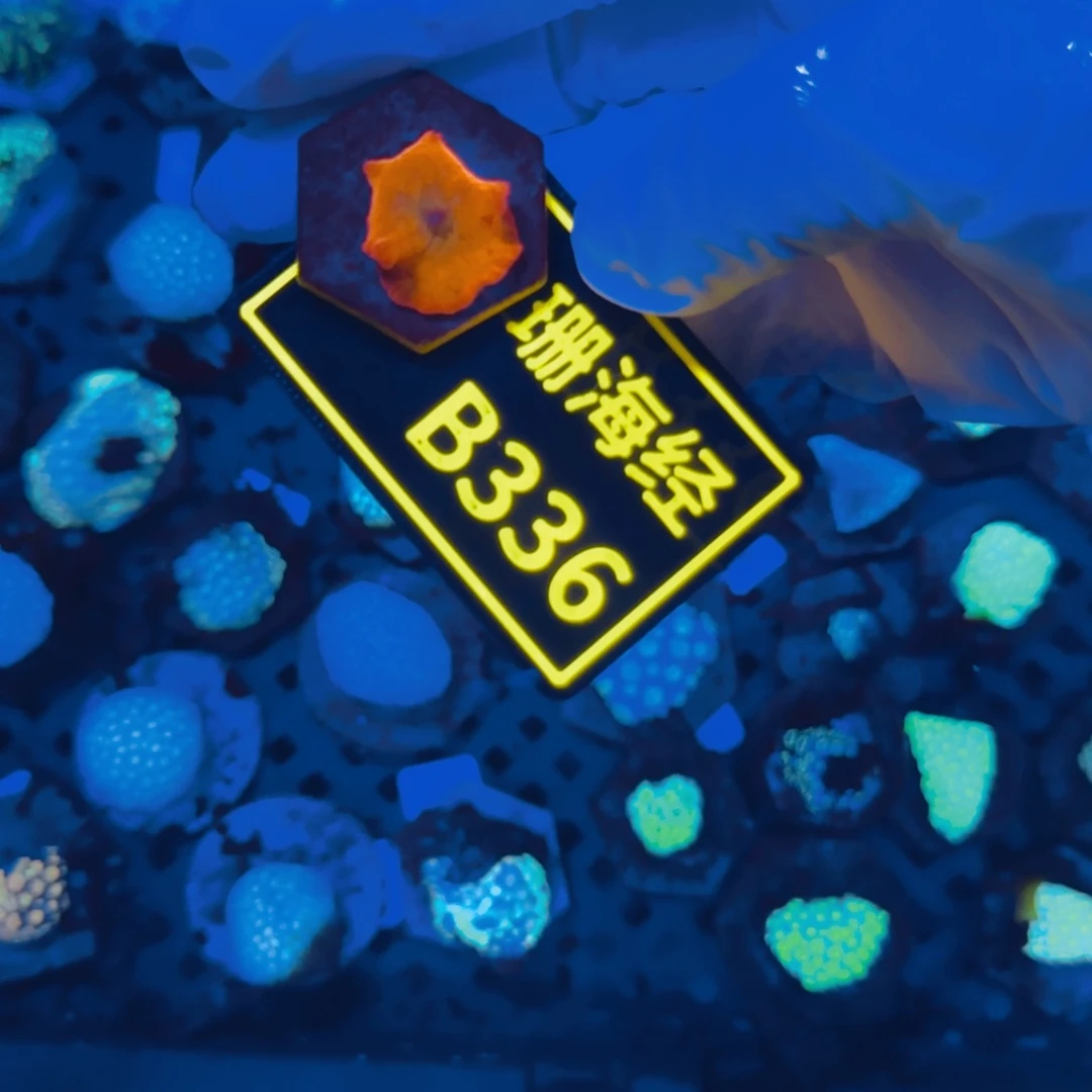 纽扣珊瑚小*胜晓晓不包邮红菇B336