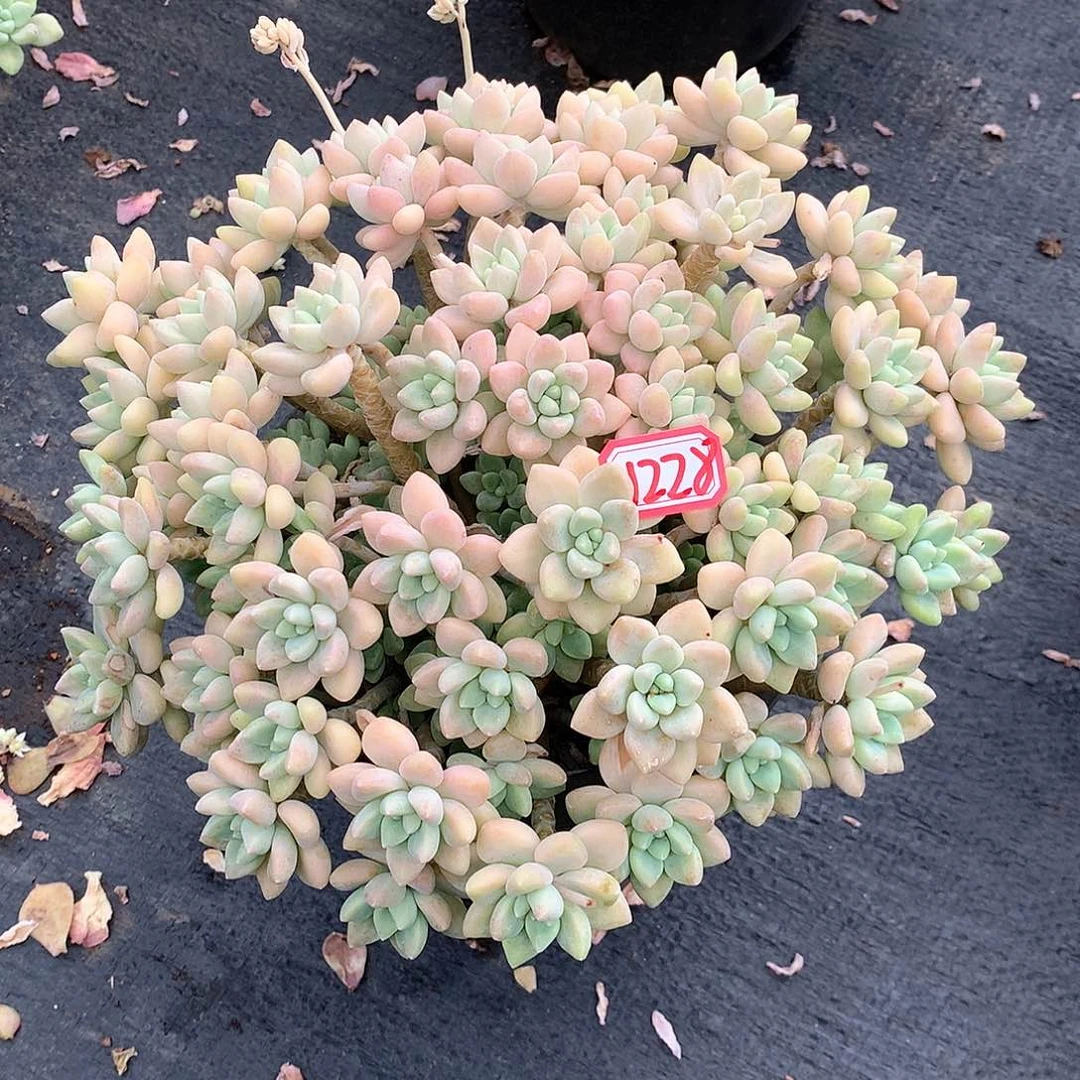 奶酪蛋糕1228晓晓一物一拍