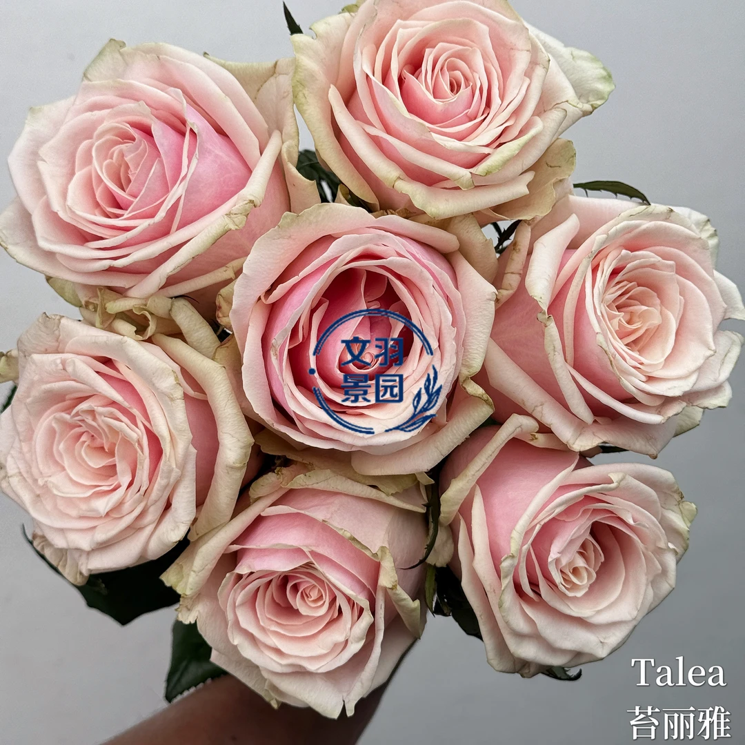 文羽景园【苔丽雅】切花月季多季节重复开花