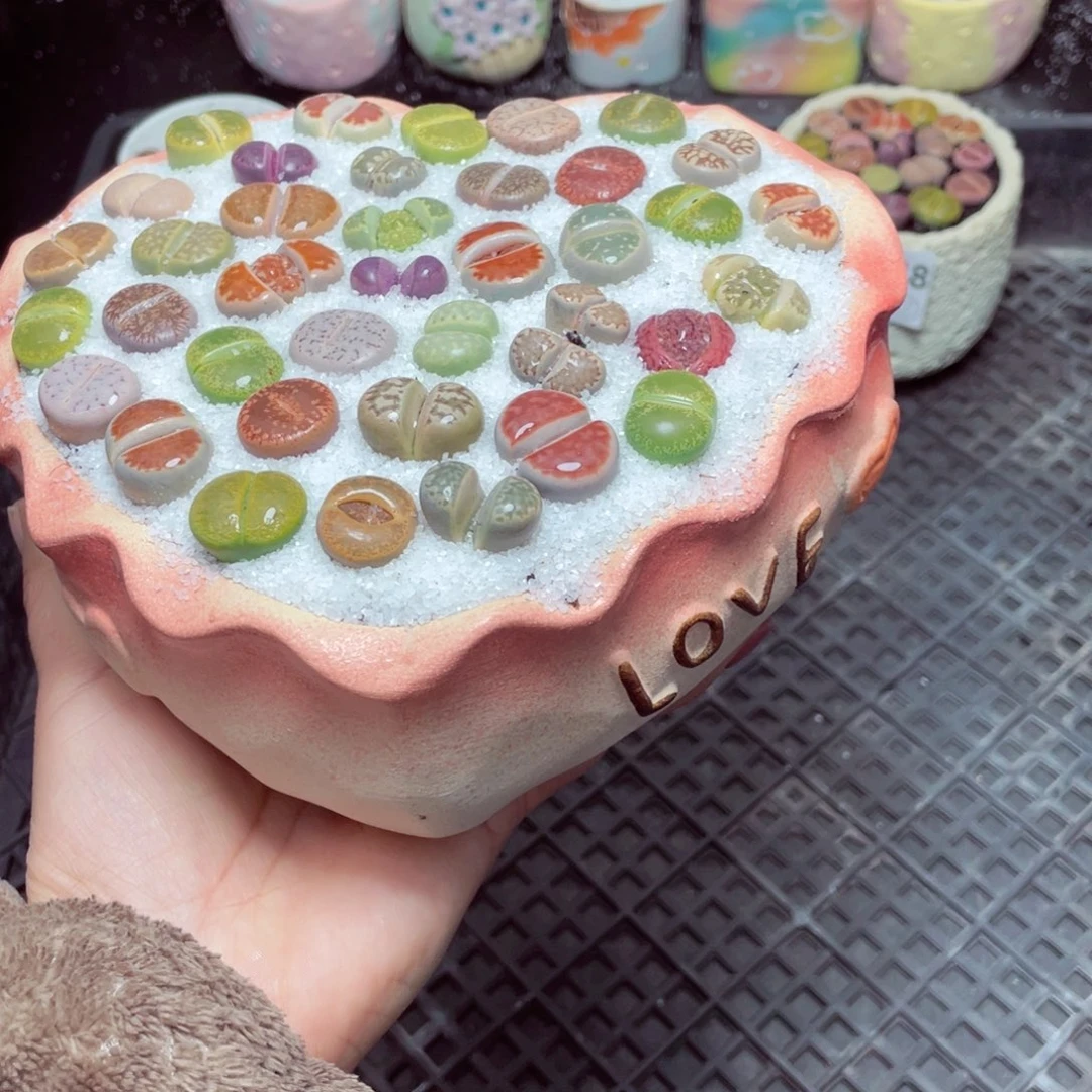 w7350 -零下地区拍保温箱-15支持寄养