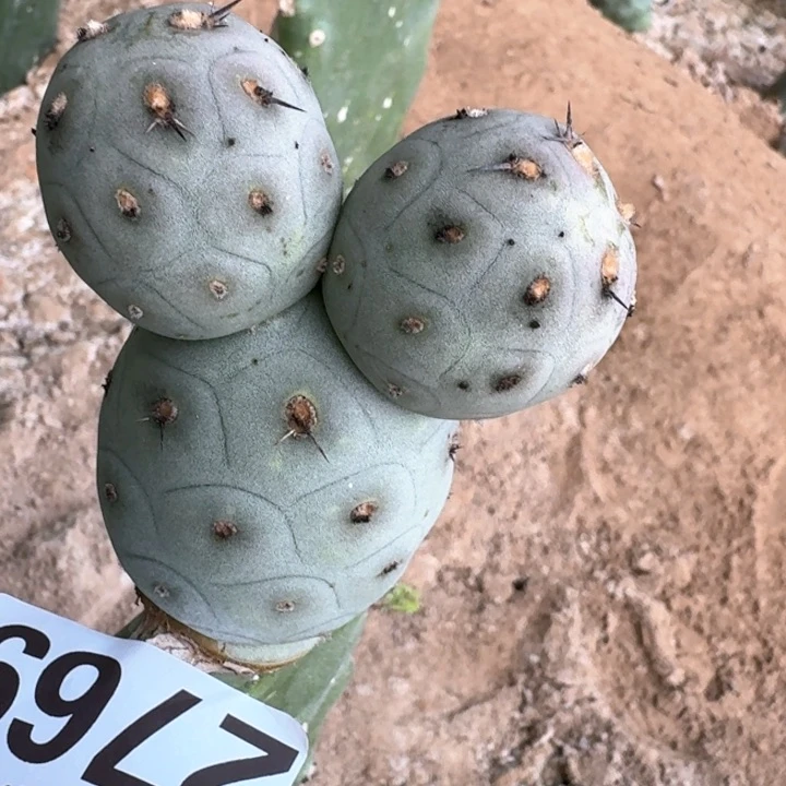 2769白皮洞洞习仙人球