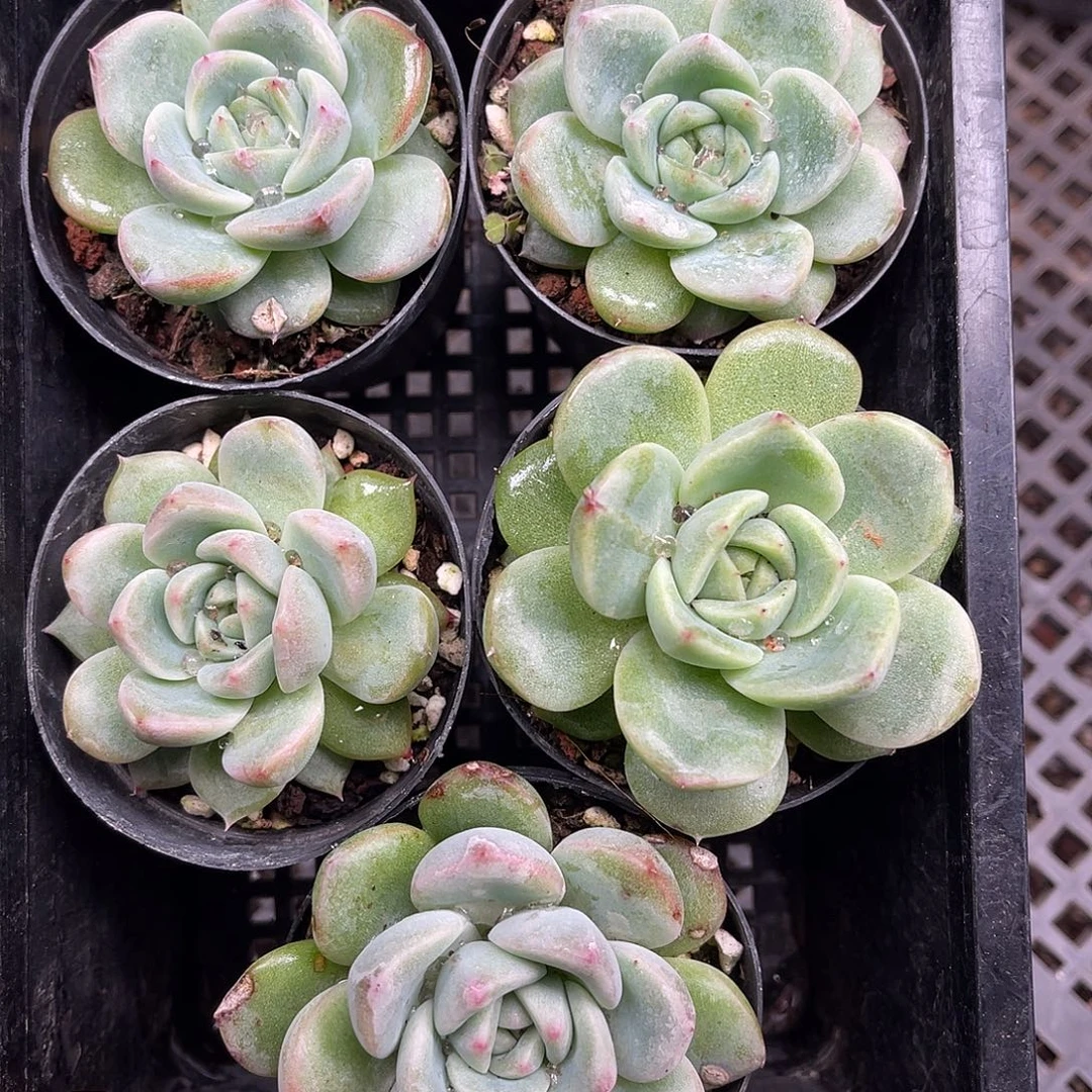 多肉一物一拍14-90