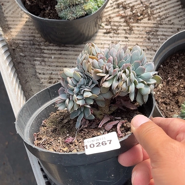 阿雅园艺。         267天赐缀