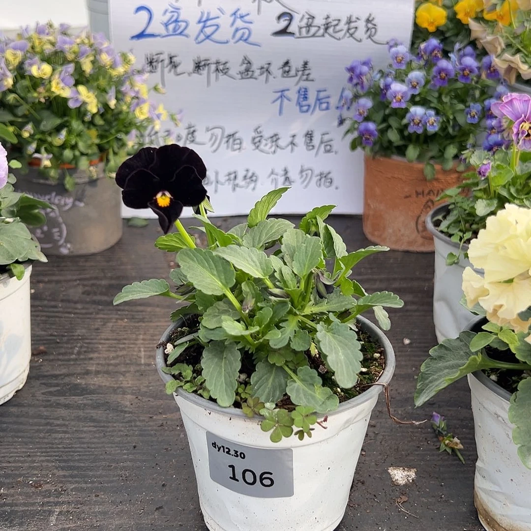 当前无花朵，栽培后可花朵106h号