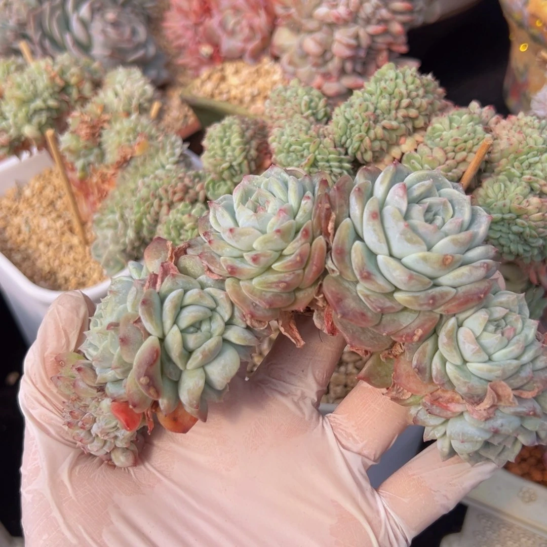 桐***7新年快乐 新年快乐 新年快乐