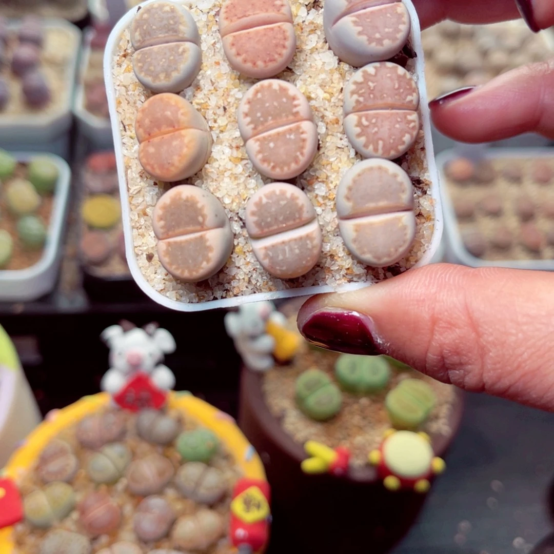 261号带盆盆包邮发货