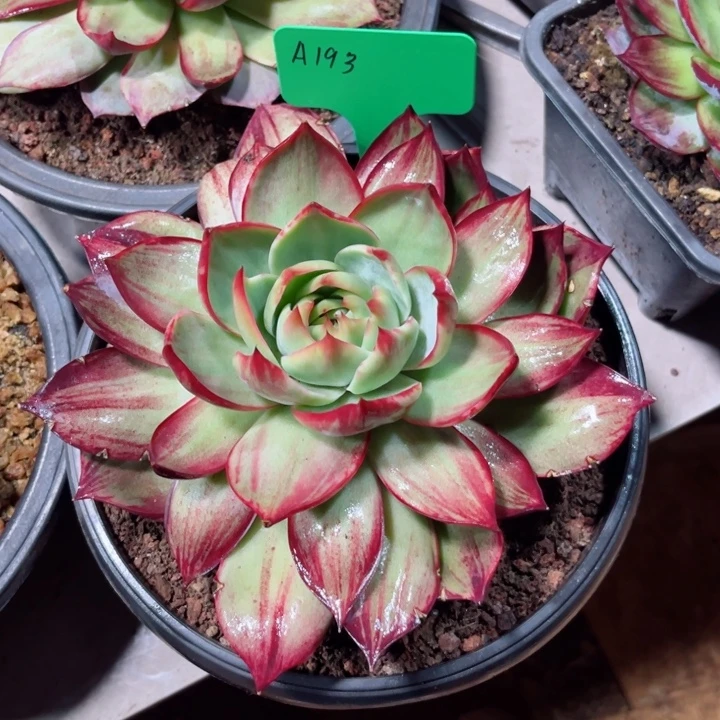 雪***豆惊鸿仙子多肉植物A193