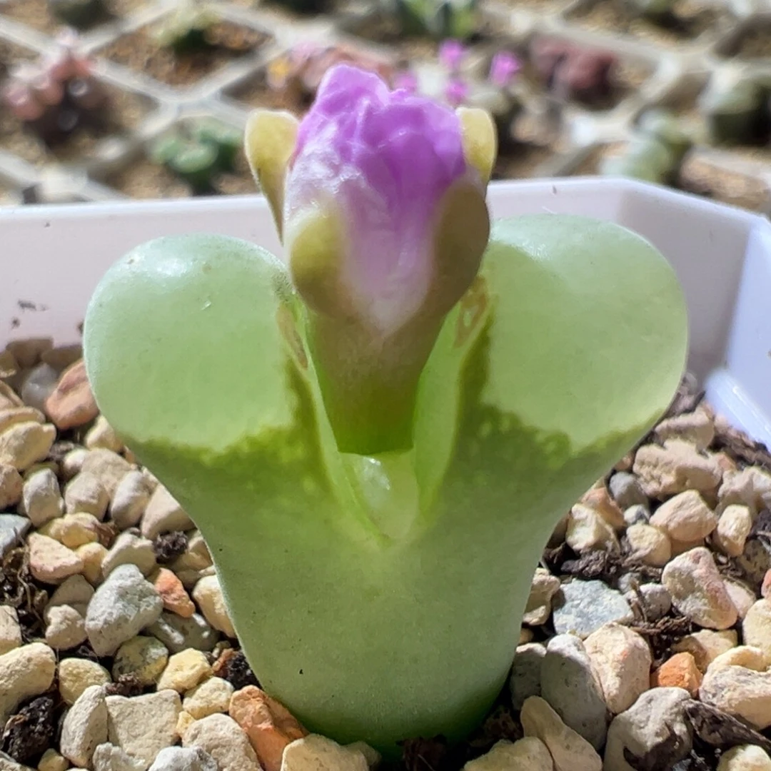 绿体白窗 开播福利01