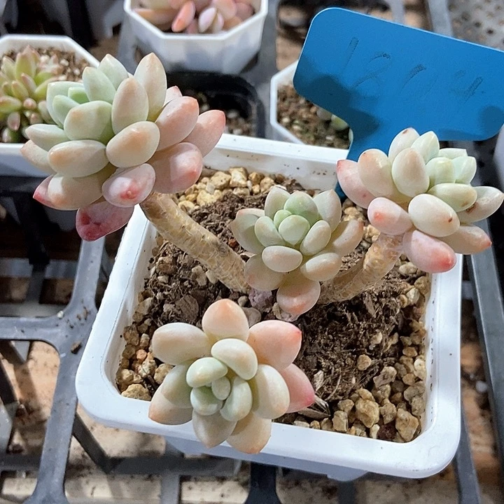 多肉植物1804多肉