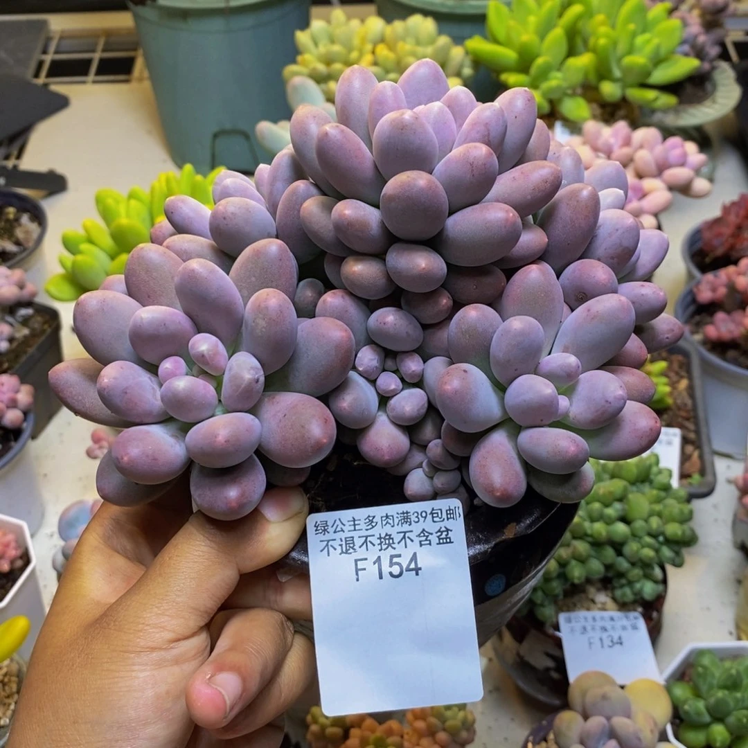 154蛋黄奶多肉15cm