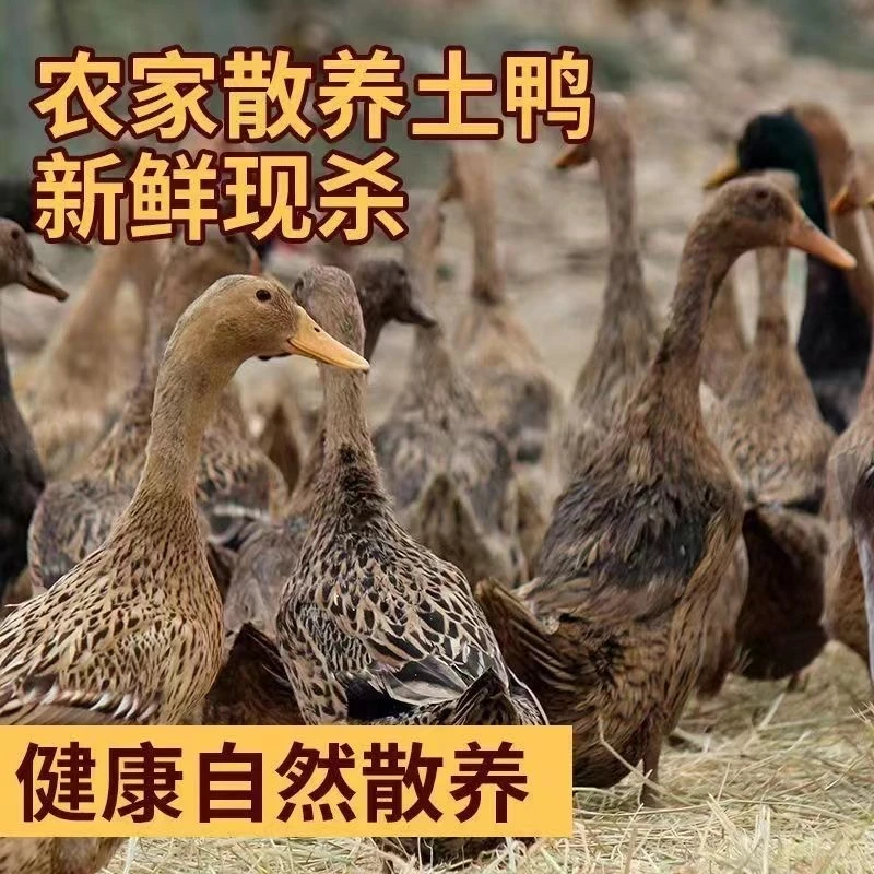 cx精选四只散养土鸭麻鸭鸭肉宰杀速冻顺丰冷链无掌无翅无内脏批发