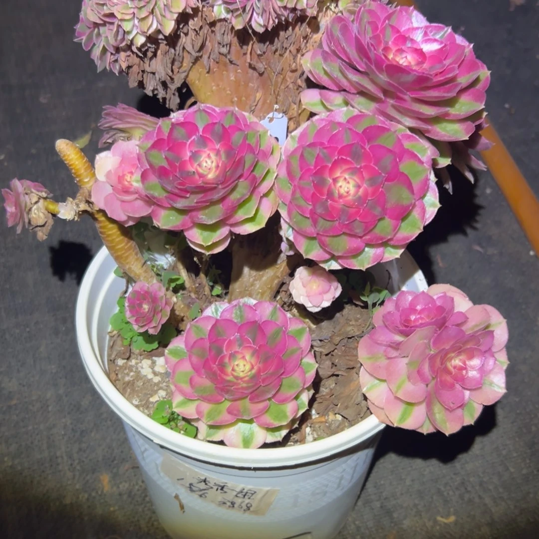 倾城缀化老桩朵缀微瑕