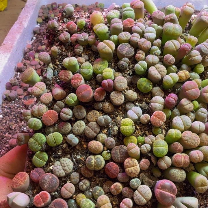 好**年多肉葡萄多水果葡萄1