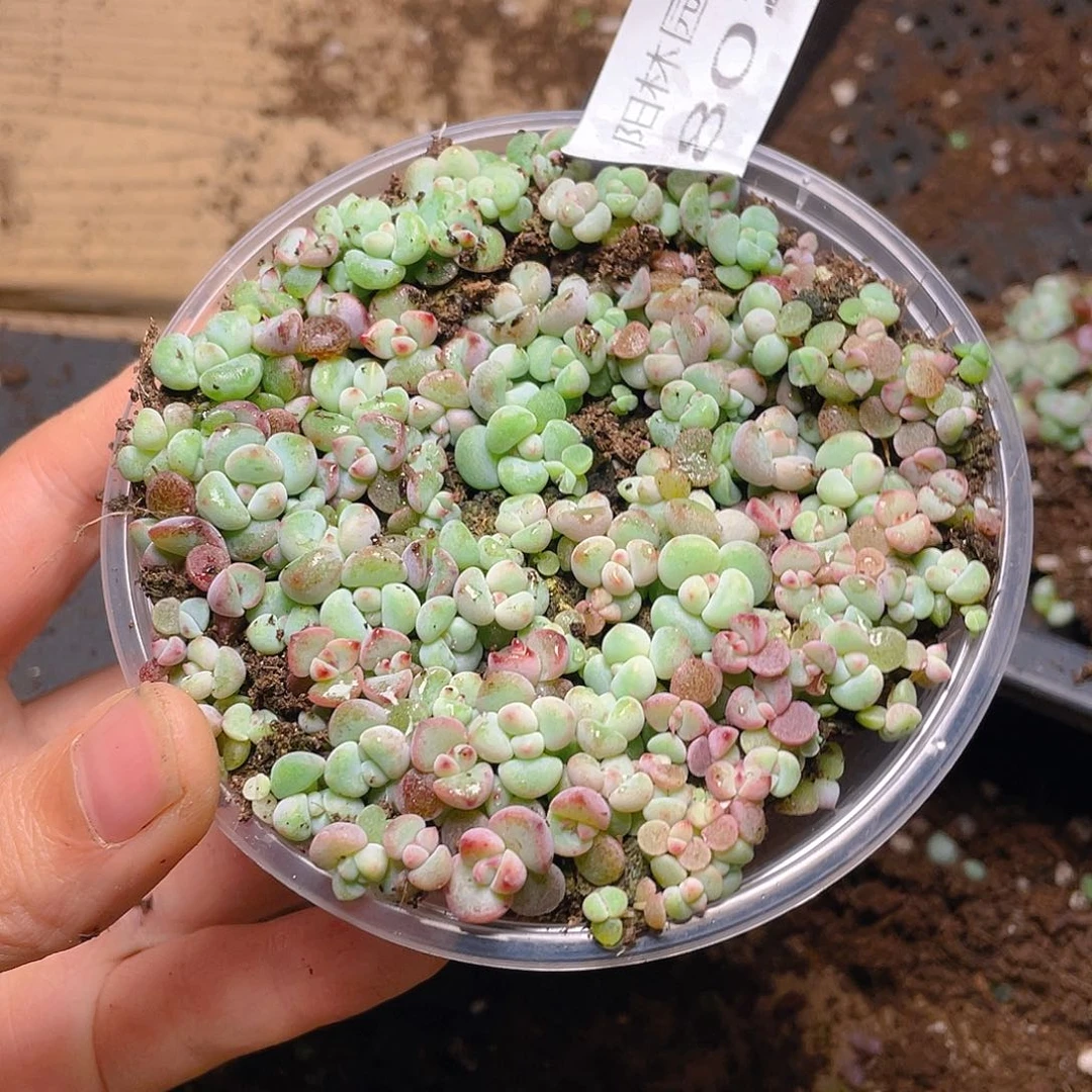 多肉植物多肉植物802