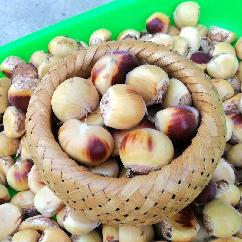 【顺丰快递】2025信阳嫩板栗新鲜采摘栗子花壳嫩板栗生栗子