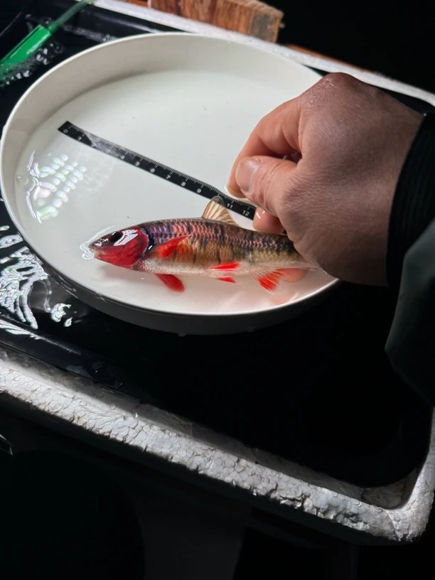 黑鳍鰁.鱼缸底层工具鱼吃沉底饲料.没有攻击性0-35度水温正常