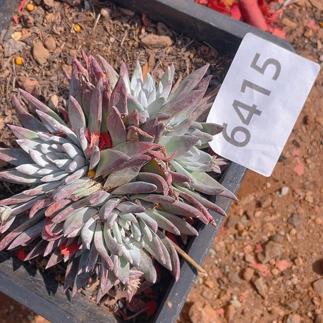 【闪购商品】白雪白雪