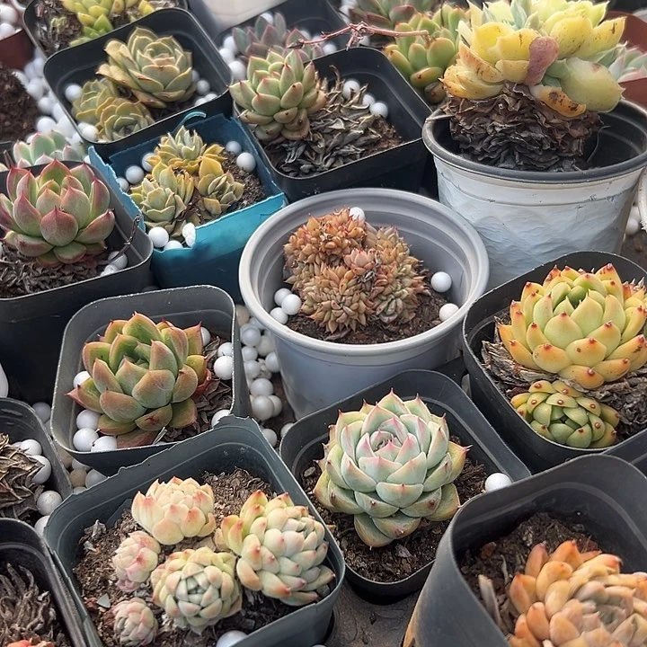 无花朵5颗精品。