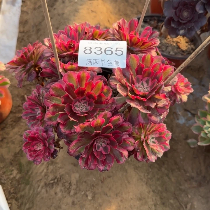 8365红铜多肉植物