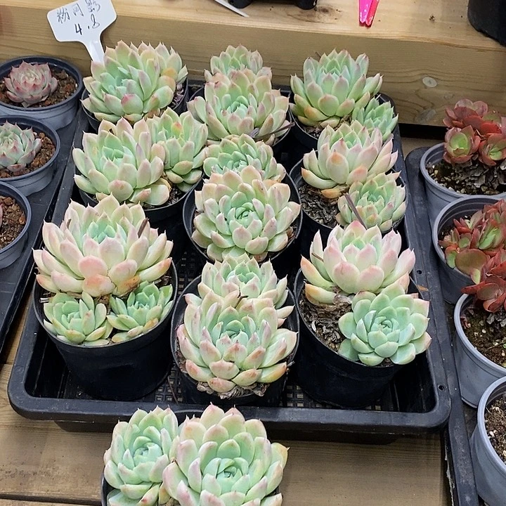 团    粉月影    福利