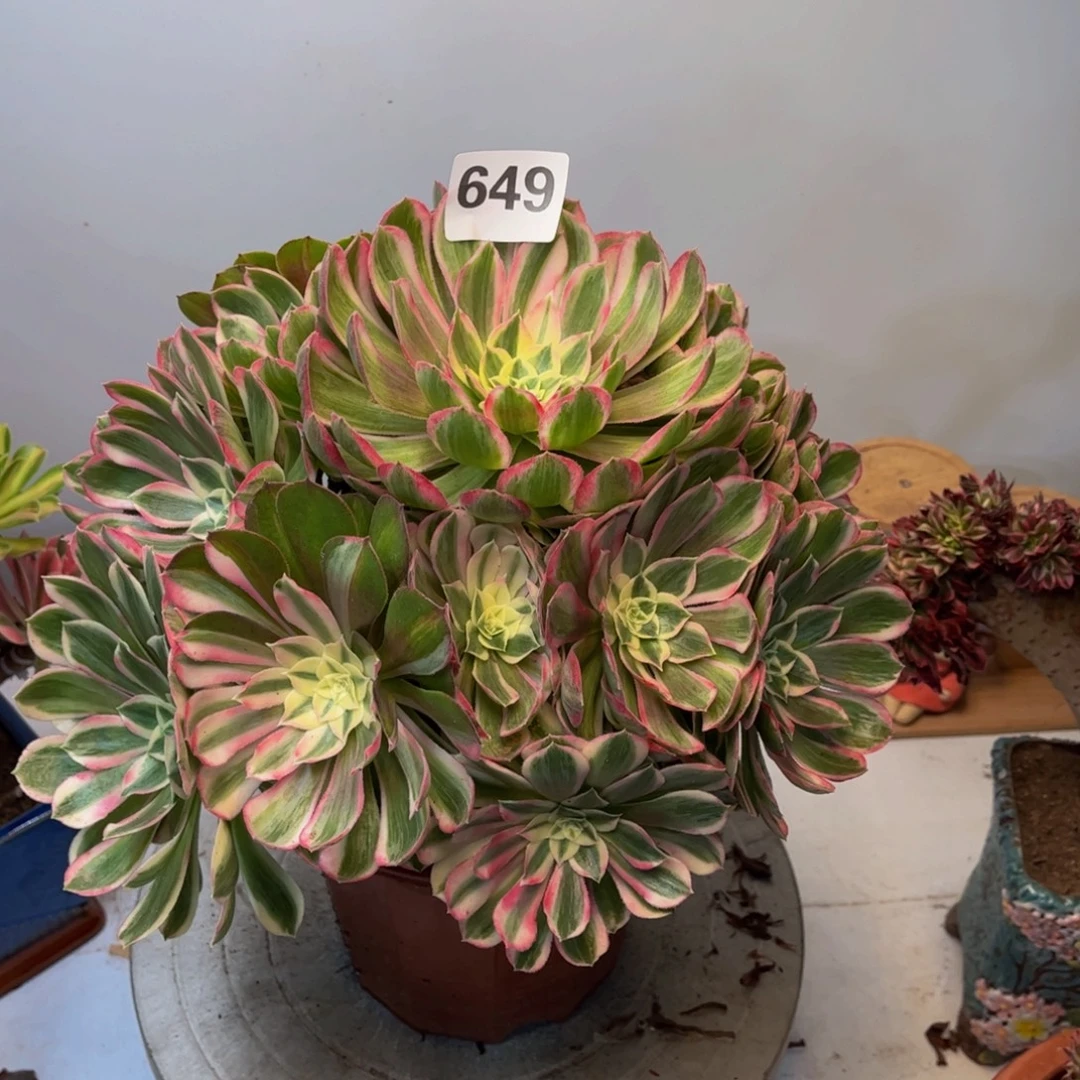 多肉植物孔雀翎649