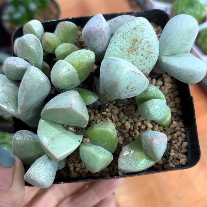 大春桃多肉植物多肉植物