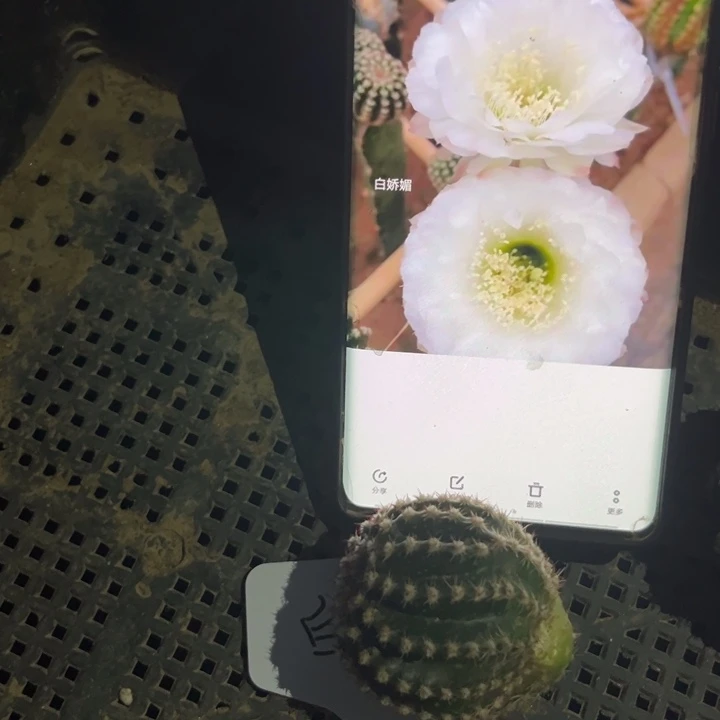 白娇媚无根侧牙4cm一个
