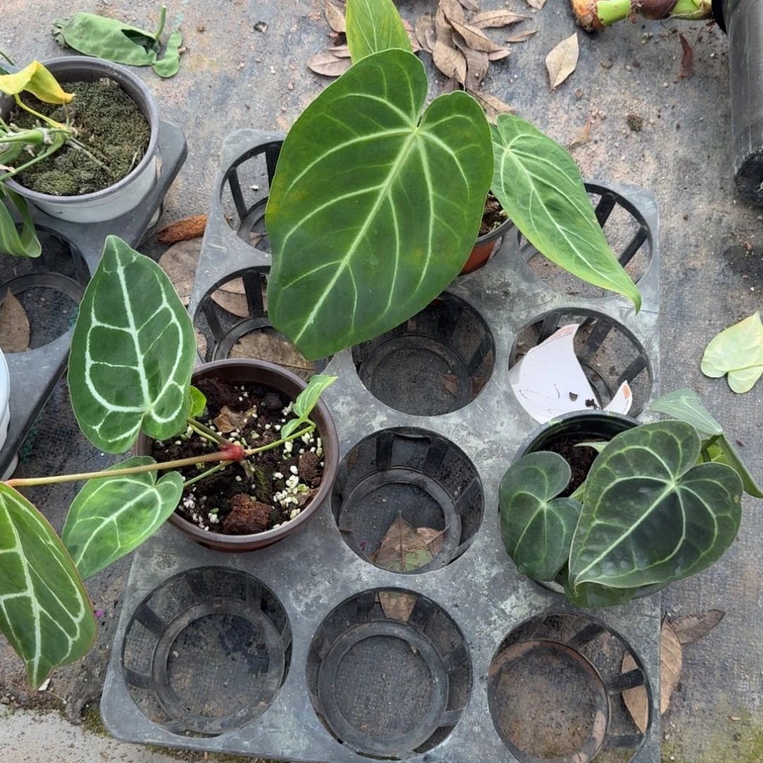 完全开放套餐8处理无售后处理无售后处理