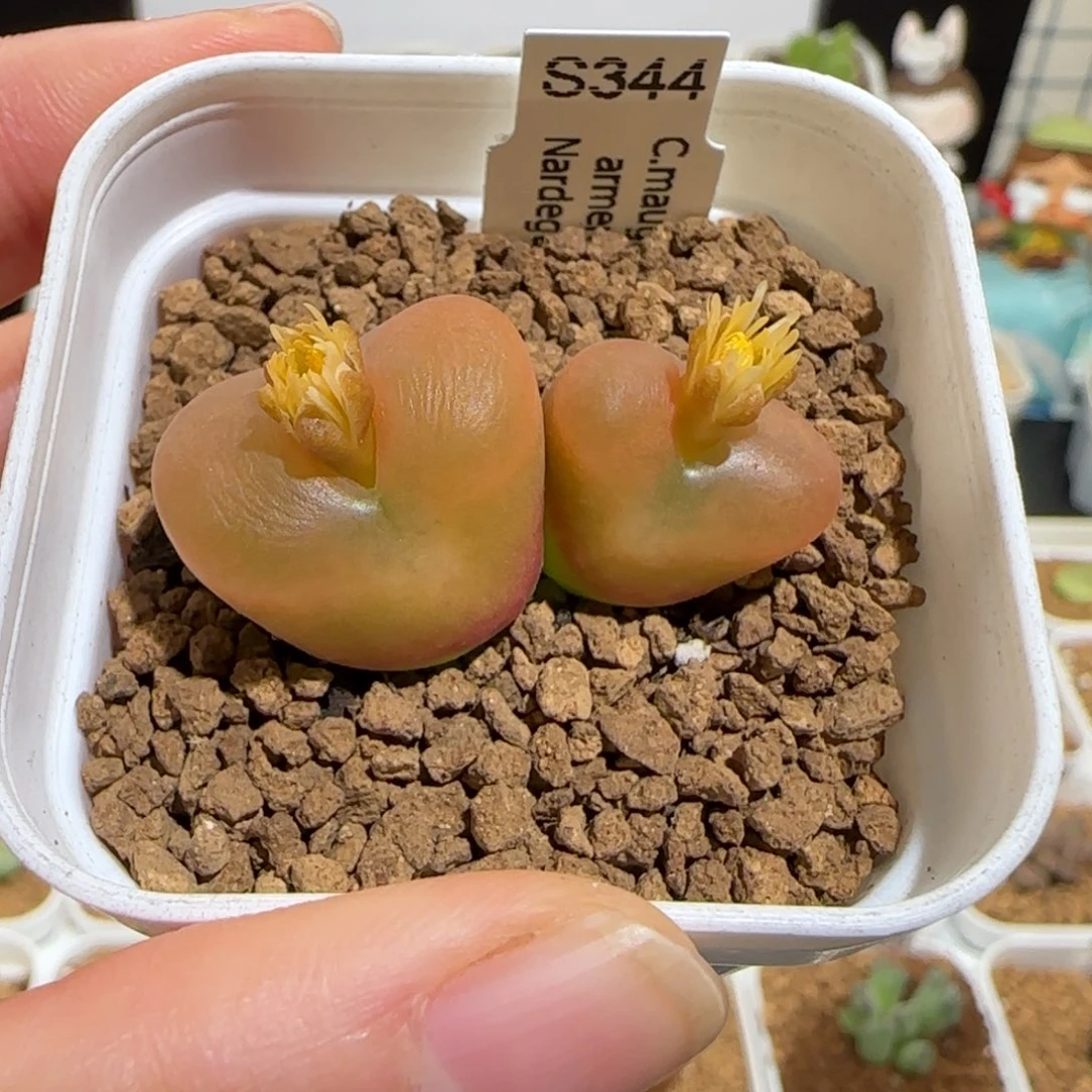 肉锥多肉植物组合-优选水蜜桃母本1085