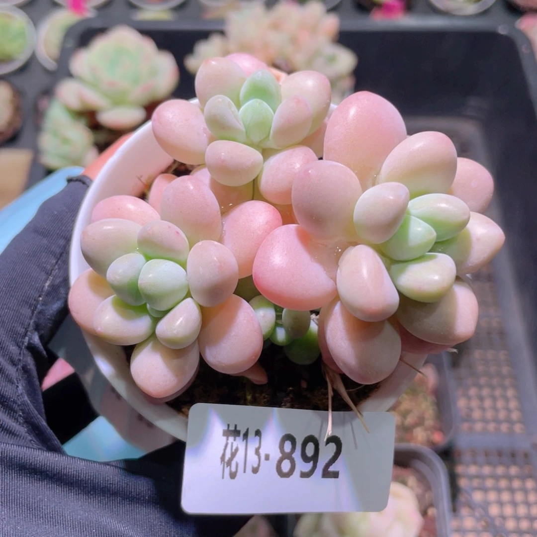 花利美13-892洛神